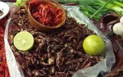 Deliciosos insectos en la cocina mexicana